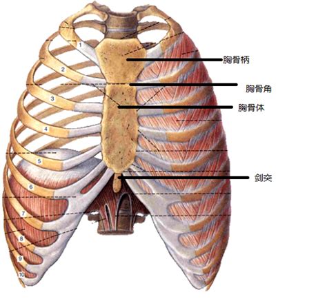 劍突圓球凸起痛|胸部劍突變圓，起鼓，輕按微痛，是病嗎？